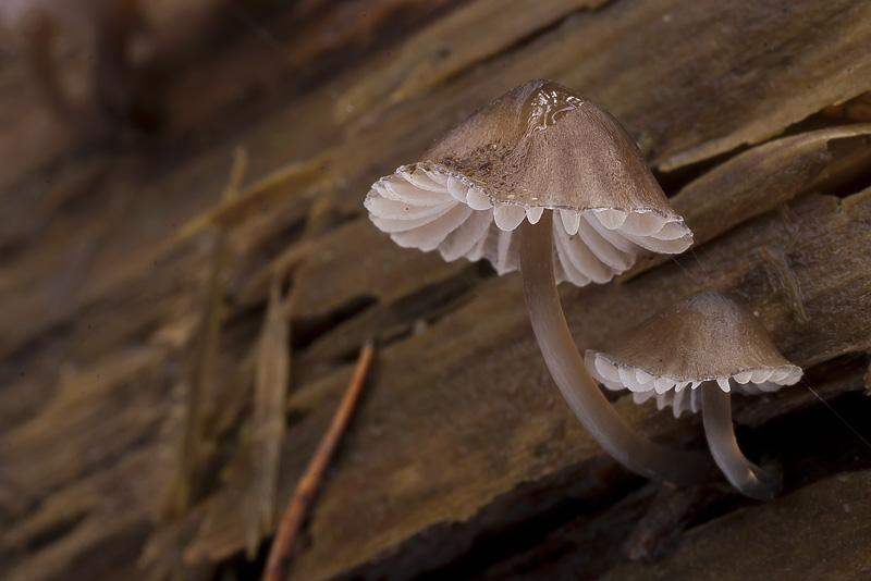 Mycena silvae-nigrae